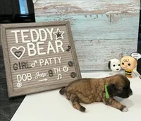 Patty, a female Bichon Frise and Shih Tzu for sale in New York Mills, MN – 3 of 5