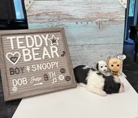 Snoopy , a male Bichon Frise and Shih Tzu for sale in New York Mills, MN – 2 of 5