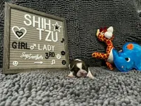 Lady, a female Shih Tzu for sale in New York Mills, MN – 2 of 4