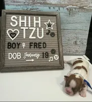 Fred, a male Shih Tzu for sale in New York Mills, MN – Photo 4 of 7