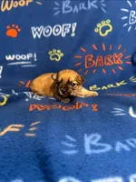 Beaker, a male Bichon Frise and Shih Tzu for sale in New York Mills, MN – Photo 7 of 10