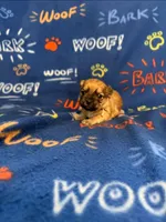 Beaker, a male Bichon Frise and Shih Tzu for sale in New York Mills, MN – Photo 5 of 10