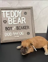 Beaker, a male Bichon Frise and Shih Tzu for sale in New York Mills, MN – Photo 8 of 10