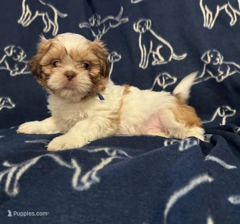 Fred – Shih Tzu puppy for sale in New York Mills, MN