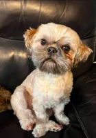 Fred, a male Shih Tzu for sale in New York Mills, MN – Photo 6 of 7