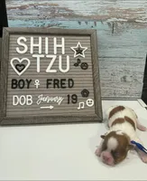 Fred, a male Shih Tzu for sale in New York Mills, MN – Photo 5 of 7