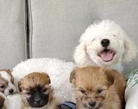 Animal, a male Bichon Frise and Shih Tzu for sale in New York Mills, MN – Photo 7 of 8