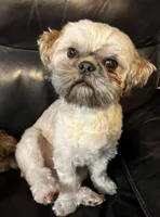 Animal, a male Bichon Frise and Shih Tzu for sale in New York Mills, MN – Photo 8 of 8