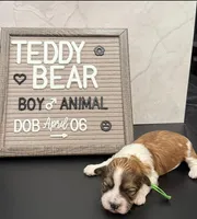 Animal, a male Bichon Frise and Shih Tzu for sale in New York Mills, MN – Photo 6 of 8