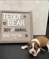 Animal, a male Bichon Frise and Shih Tzu for sale in New York Mills, MN – Photo 5 of 8