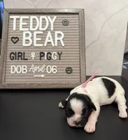 Miss Piggy, a female Bichon Frise and Shih Tzu for sale in New York Mills, MN – Photo 4 of 7