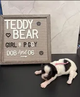 Miss Piggy, a female Bichon Frise and Shih Tzu for sale in New York Mills, MN – Photo 5 of 7