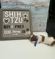 Fred, a male Shih Tzu for sale in New York Mills, MN – Photo 3 of 7