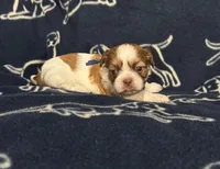 Fred, a male Shih Tzu for sale in New York Mills, MN – Photo 2 of 7