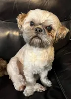 Screech, a male Shih Tzu for sale in New York Mills, MN – Photo 6 of 6