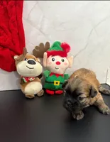 Screech, a male Shih Tzu for sale in New York Mills, MN – Photo 2 of 6