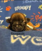 Screech, a male Shih Tzu for sale in New York Mills, MN – Photo 4 of 6