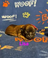 Lisa, a female Shih Tzu for sale in New York Mills, MN – Photo 5 of 8