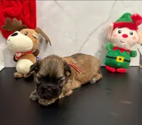 Lisa, a female Shih Tzu for sale in New York Mills, MN – Photo 4 of 8