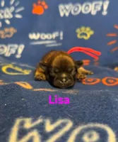 Lisa, a female Shih Tzu for sale in New York Mills, MN – Photo 6 of 8