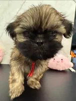 Lisa, a female Shih Tzu for sale in New York Mills, MN – Photo 2 of 8