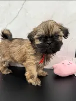 Lisa, a female Shih Tzu for sale in New York Mills, MN – Photo 1 of 8