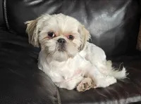 Blue, a female Shih Tzu for sale in New York Mills, MN – 4 of 4