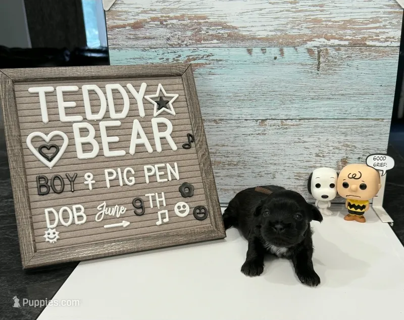 Pig Pen  – Bichon Frise, Shih Tzu puppy for sale in New York Mills, MN