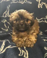 Scooby, a male Shih Tzu for sale in New York Mills, MN – Photo 3 of 9