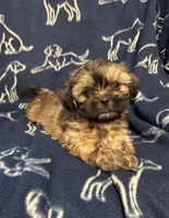 Scooby, a male Shih Tzu for sale in New York Mills, MN – Photo 2 of 9