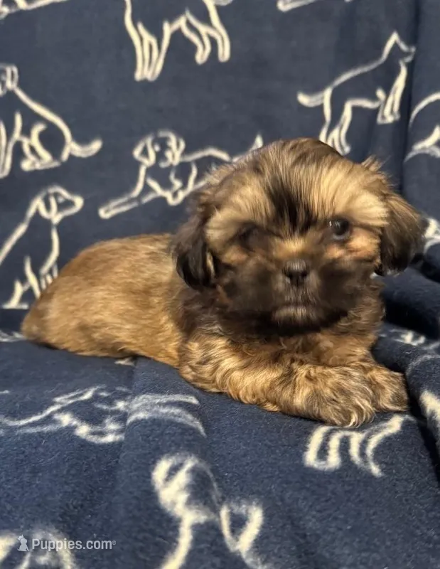 Scooby – Shih Tzu puppy for sale in New York Mills, MN