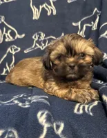 Scooby, a male Shih Tzu for sale in New York Mills, MN – Photo 1 of 9