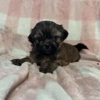 Scooby, a male Shih Tzu for sale in New York Mills, MN – Photo 5 of 9