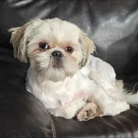 Scooby, a male Shih Tzu for sale in New York Mills, MN – Photo 9 of 9