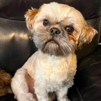 Scooby, a male Shih Tzu for sale in New York Mills, MN – Photo 8 of 9