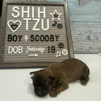 Scooby, a male Shih Tzu for sale in New York Mills, MN – Photo 7 of 9