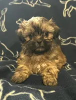 Scooby, a male Shih Tzu for sale in New York Mills, MN – Photo 4 of 9