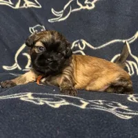 Scooby, a male Shih Tzu for sale in New York Mills, MN – Photo 6 of 9