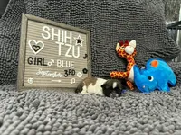Blue, a female Shih Tzu for sale in New York Mills, MN – 1 of 4