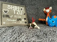 Rita, a female Shih Tzu for sale in New York Mills, MN – 2 of 4