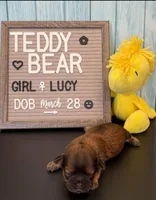 Lucy, a female Bichon Frise and Shih Tzu for sale in New York Mills, MN – Photo 8 of 10