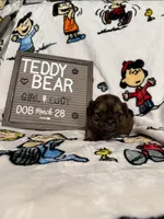 Lucy, a female Bichon Frise and Shih Tzu for sale in New York Mills, MN – Photo 4 of 10