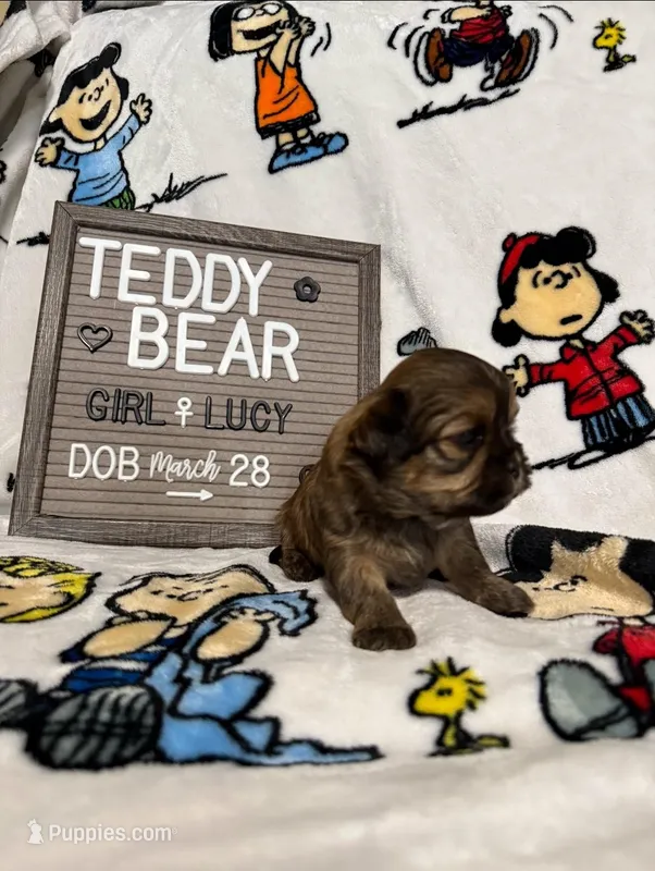 Lucy, a female Bichon Frise and Shih Tzu for sale in New York Mills, MN – Photo 1 of 10