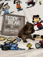 Lucy, a female Bichon Frise and Shih Tzu for sale in New York Mills, MN – Photo 1 of 10