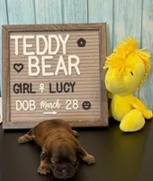 Lucy, a female Bichon Frise and Shih Tzu for sale in New York Mills, MN – Photo 6 of 10