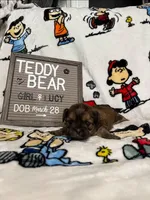 Lucy, a female Bichon Frise and Shih Tzu for sale in New York Mills, MN – Photo 3 of 10