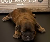 Lucy, a female Bichon Frise and Shih Tzu for sale in New York Mills, MN – Photo 5 of 10