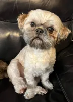 Lucy, a female Bichon Frise and Shih Tzu for sale in New York Mills, MN – Photo 9 of 10