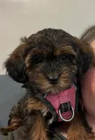 Lucy, a female Bichon Frise and Shih Tzu for sale in New York Mills, MN – Photo 10 of 10