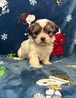 Troi, a female Bichon Frise and Shih Tzu for sale in New York Mills, MN – Photo 1 of 6